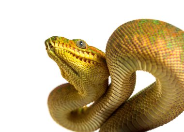 Genç Zümrüt Ağacı Boa Corallus Caninus