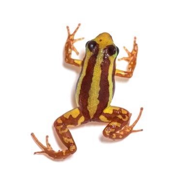 Anthony 'nin zehirli ok kurbağası, Epidobates anthonyi' nin