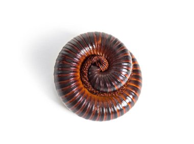 Dev Afrika kırkayağı savunma pozisyonuna geçti, Başpiskopos Gigas.,