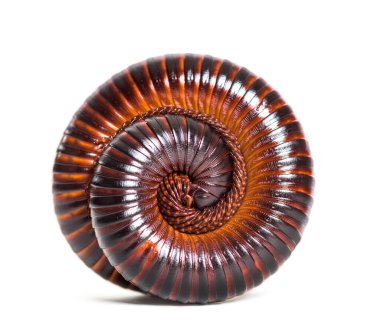 Dev Afrika kırkayağı savunma pozisyonuna geçti, Başpiskopos Gigas.,