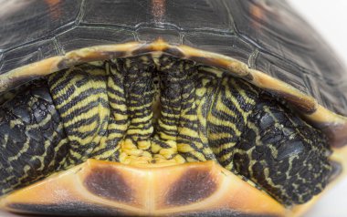 Çinli çizgili bir kaplumbağanın kafasını saklayan Mauremys Sinensis.