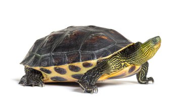 Çin çizgili kaplumbağa yürüyüşü profili, Mauremys Sinensis