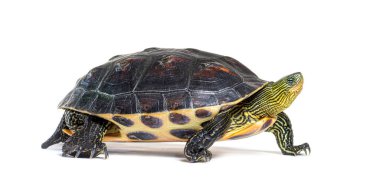 Çin çizgili kaplumbağa yürüyüşü profili, Mauremys Sinensis