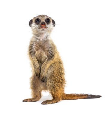 Suricata Suricatta, çevreyi gözlüyor.
