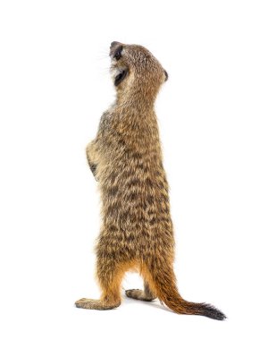 Suricata Suricata 'nın arka plandaki görüntüsü, Suricata Suricatta, izole edilmiş.