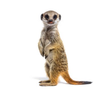 Suricate watching around on hind legs, Suricata suricatta clipart