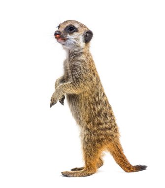 Suricata suricatta, arka ayaklarla etrafı gözlüyor.