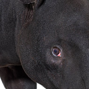 Tapirus indicus, Malezya tapir gözüne yakın çekim