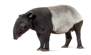 Side view of a Malayan tapir, Tapirus indicus clipart