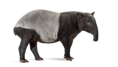 Tapirus indicus, Malezya tapirinin yan görüntüsü