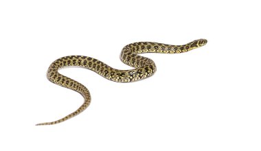 Viperine su yılanı sürünerek uzaklaşıyor, Natrix Maura, zehirli olmayan ve yarı su yılanı, beyaz üzerinde izole edilmiş.