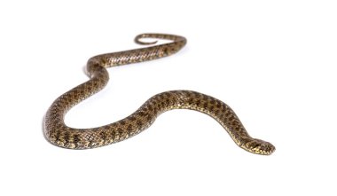 Viperine su yılanı, Natrix Maura, zehirli olmayan ve yarı su yılanı, beyaz üzerinde izole edilmiş.