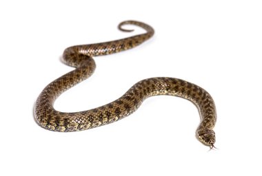 Viperine su yılanı, Natrix Maura, zehirli olmayan ve yarı su yılanı, beyaz üzerinde izole edilmiş.