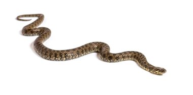 Viperine su yılanı, Natrix Maura, zehirli olmayan ve yarı su yılanı, beyaz üzerinde izole edilmiş.