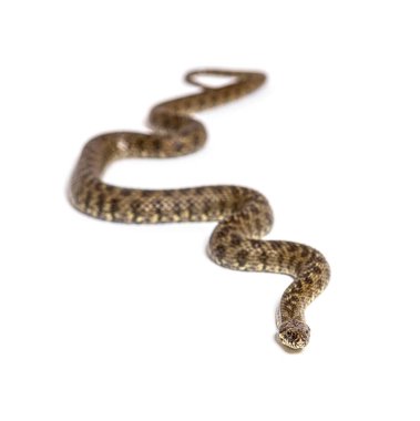 Viperine su yılanı, Natrix Maura, zehirli olmayan ve yarı su yılanı, beyaz üzerinde izole edilmiş.