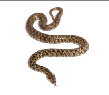 Viperine su yılanı, Natrix Maura, zehirli olmayan ve yarı su yılanı, beyaz üzerinde izole edilmiş.