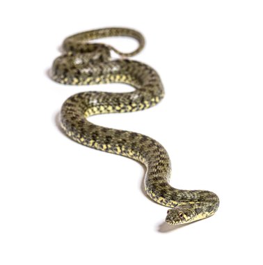 Viperine su yılanı, Natrix Maura, zehirli olmayan ve yarı su yılanı, beyaz üzerinde izole edilmiş.