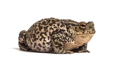 Avrupa kurbağası, Bufo bufo, beyaz üzerine izole edilmiş