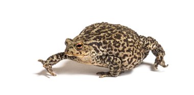 Avrupa 'da yaygın kurbağa yürüyüşü, Bufo bufo, beyaz üzerine izole edilmiş