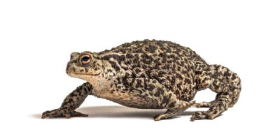 Avrupa 'da yaygın kurbağa yürüyüşü, Bufo bufo, beyaz üzerine izole edilmiş