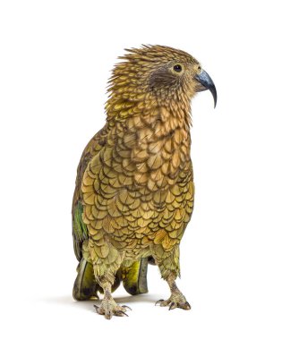 Kea, Nestor notabilis, or Alpine parrot, ruffling in front of white background clipart