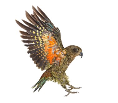 Kea Bird, Nestor notabilis, veya Alp papağanı, uçuyor, beyaz üzerinde izole.