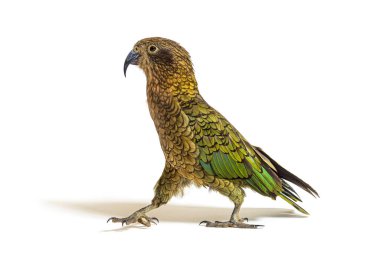 Kea kuşu, Nestor notabilis, ya da Alp papağanı, beyaz üzerine izole edilmiş.