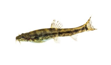 Bir taş loach, Barbatula barbatula, Avrupa türü, beyaz üzerinde izole