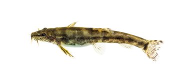 Bir taş loach, Barbatula barbatula, Avrupa türü, beyaz üzerinde izole