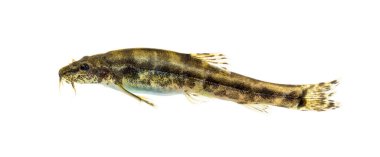 Bir taş loach, Barbatula barbatula, Avrupa türü, beyaz üzerinde izole