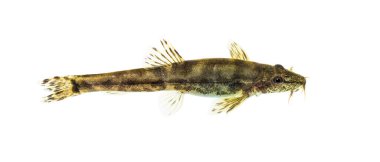 Bir taş loach, Barbatula barbatula, Avrupa türü, beyaz üzerinde izole