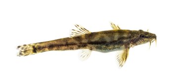 Bir taş loach, Barbatula barbatula, Avrupa türü, beyaz üzerinde izole