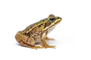 Bataklık kurbağası, Pelophylax ridibundus, beyaz üzerine izole edilmiş.