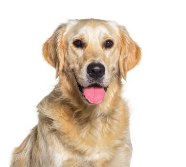 Golden retriever köpeğinin portresi soluk soluğa, beyaz üzerinde izole.