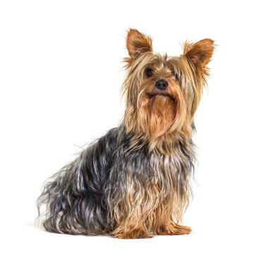 Yorkshire Teriyer Köpeği beyaz arka planda oturuyor