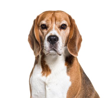 Beagle kafasından vuruyor, yakın plan, beyaz üzerine izole edilmiş.