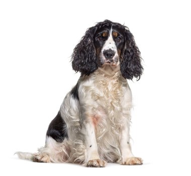 İngiliz cocker spaniel dog, beyaz üzerinde yalnız oturuyor.