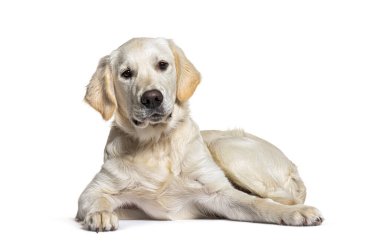 Golden Retriever köpeğine uzanmış kameraya bakıyor, bembeyaz.