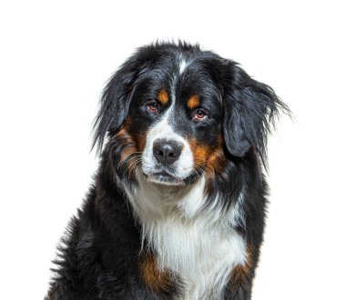 Bernese Dağ Köpeği beyazı izole etti