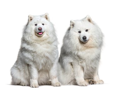 İki beyaz samoed köpek yan yana, beyaz üzerinde izole