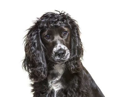 Genç siyah ve gri bir İngiliz cocker köpeğinin portresi