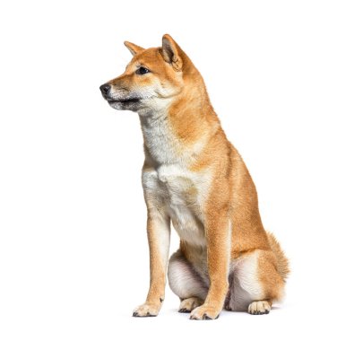 Bir Shiba Inu köpeğinin yan görünüşü, beyaz üzerine izole edilmiş bir şekilde başka tarafa bakıyor.