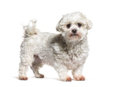 Beyaz bir Maltese köpeğinin tek başına kameraya bakarken yan görüntüsü.
