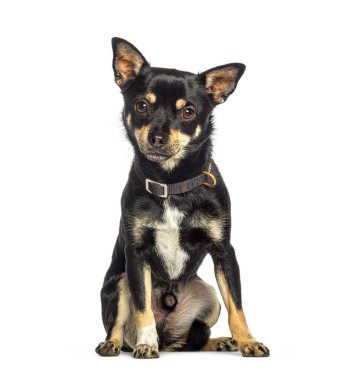 Beyazlar üzerinde izole edilmiş melez bir köpek oturuyor.