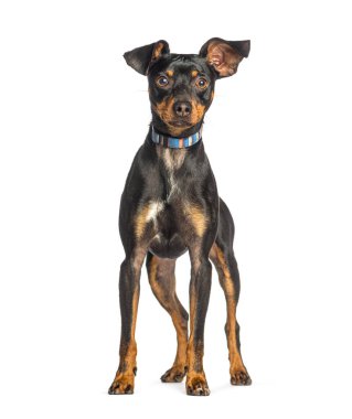 Pinscher ve Jack Russel arasındaki melez köpek.