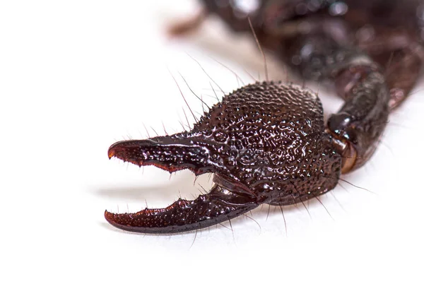 Claw Juvenile Emperor Scorpion Pandinus Imperator Isolated — Stock Photo, Image