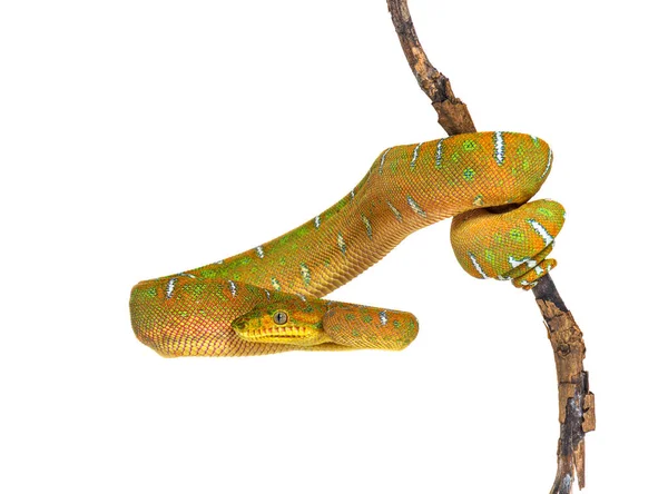 Juvenile Emerald Tree Boa Hanging Wrapped Branch — Stock Photo, Image