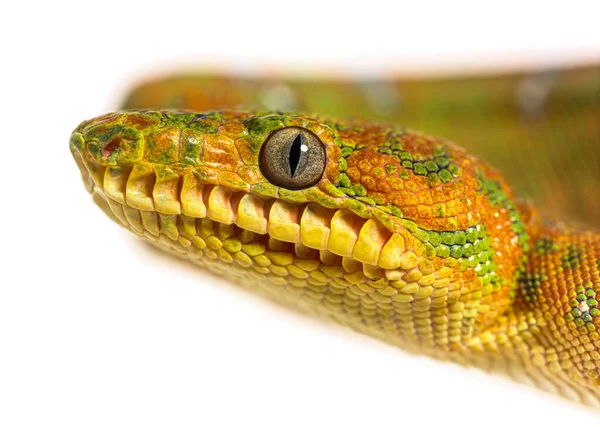 Juvenile Emerald Tree Boa Corallus Caninus — 스톡 사진