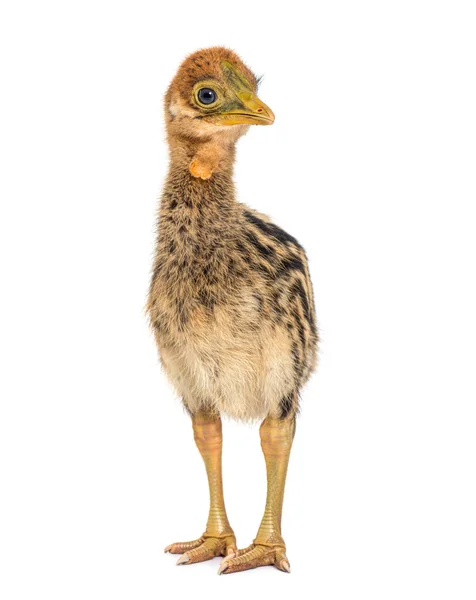 Pintainho Cassowary Dois Wattled Casuarius Casuarius — Fotografia de Stock