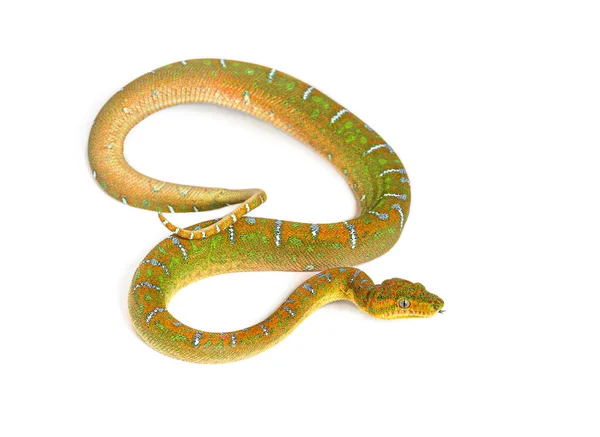 Juvenile Emerald Tree Boa Corallus Caninus — 스톡 사진